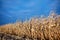 Partly harvested rows of dried maize plants