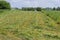 Partly mown alfalfa field with windrows and storks between them