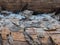 Partly rotten leaves with hoar frost lying on logs