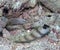 A partner goby and shrimp in the Red Sea