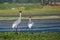 Partners for Life Sarus Crane birds