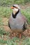 Partridge Bird