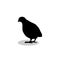 Partridge bird black silhouette animal