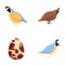Partridge bird icons set cartoon . Variegated wild bird
