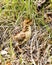 Partridge Bird Stock Photos.  Partridge baby.  Baby partridge