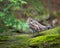 Partridge Bird Stock Photos.  Partridge bird close-up profile view.  Partridge autumn season