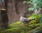 Partridge Bird Stock Photos.  Partridge bird profile view walking on moss with bokeh background