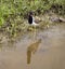 Partridge birds are drinking water from the pond. reflection in water