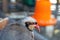 Partridge birds reared in a farm