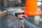 Partridge birds reared in a farm