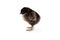 Partridge Cochin or Pekin Chick