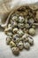 Partridge eggs on bark textile