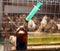 Partridge farm antibiotic syringe
