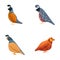 Partridge icons set cartoon vector. Variegated wild bird