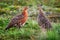 Partridge (Lagopus) male and female in summer plumage.