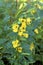 Partridge Pea   60198