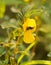 Partridge Pea, Chamaecrista fasciculata flower