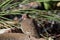 Partridge Pigeon Taking A Rest