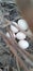 Partridge's eggs in field