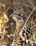 Partridge Stock Photo. Partridge head close-up profile with a blur background in the forest in the autumn season displaying brown