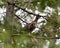 Partridge Stock Photos. Perched with blur background in the springtime displaying brown feathers plumage in its environment and