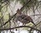 Partridge Stock Photos. Perched with blur background in the springtime displaying brown feathers plumage in its environment and