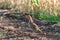 Partridge. Warm colors nature background. Grey Partridge. Perdix perdix