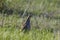 Partridge. Warm colors nature background. Grey Partridge. Perdix perdix