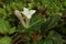 Partridgeberry (Mitchella repens)