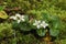 Partridgeberry (Mitchella repens) flowers.