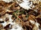 Partridgeberry peeking out from the fall leaves and snow