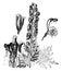 Parts of Aconitum Napellus vintage illustration