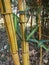 The parts of the bamboo tree are very beautiful