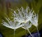 Parts of dandelion flower with water drops - on green background