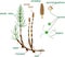 Parts of Equisetum arvense horsetail sporophyte with fertile and sterile stems and titles