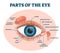 Parts of the eye, labeled vector illustration diagram