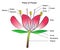 Parts of flower infographic diagram anatomy of plant