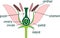 Parts of flower with titles. Cross section of typical angiosperm flower