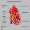 Parts and functions of the heart organ