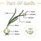 parts of a garlic plant