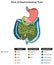 Parts of gastrointestinal tract infographic diagram human body digestive system anatomy