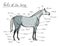 Parts of horse. Equine anatomy. Equestrian scheme with text.