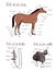 Parts of horse, saddle, bridle set. Equine anatomy. Equestrian scheme text.