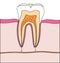Parts of human tooth. Scheme of structure of tooth (molar) in section