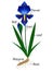 Parts of iris plant on a white background.