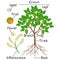 Parts of melicoccus bijugatus spanish lime or ginepa, mamoncillo plant.