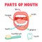 Parts of mouth diagram chart in science subject kawaii doodle vector
