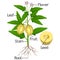 Parts of pepino melon plant on a white background.