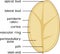 Parts of plant. Internal structure of potato tuber. Structure in section