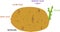 Parts of plant. Morphology and anatomy of sprouted potato tuber